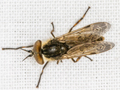 Haematopota pluvialis
